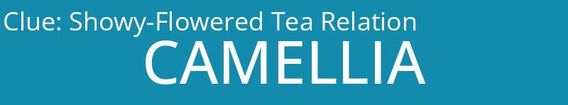 Showy-Flowered Tea Relation