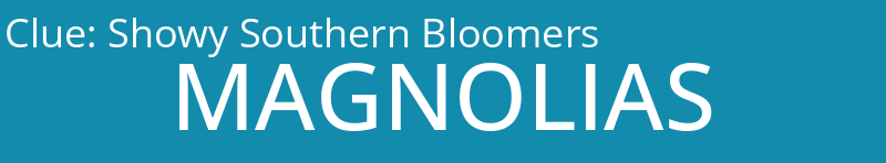 Showy Southern Bloomers