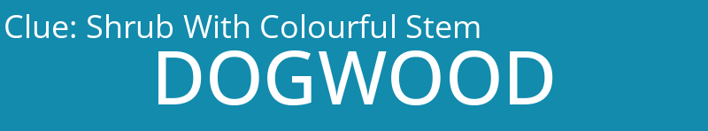 Shrub With Colourful Stem