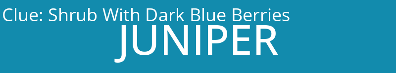 Shrub With Dark Blue Berries