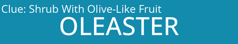 Shrub With Olive-Like Fruit