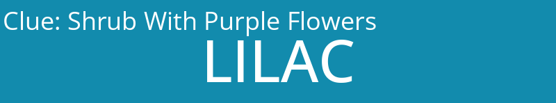 Shrub With Purple Flowers