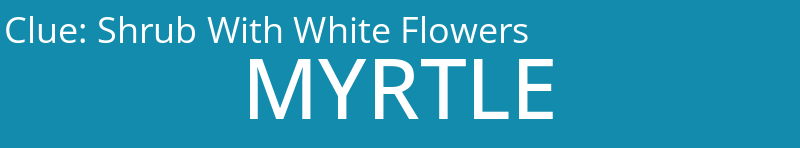 Shrub With White Flowers