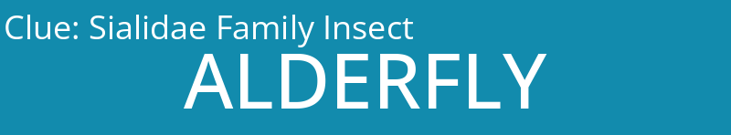 Sialidae Family Insect