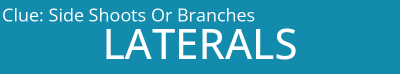 Side Shoots Or Branches