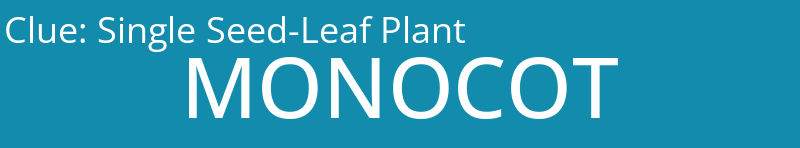 Single Seed-Leaf Plant