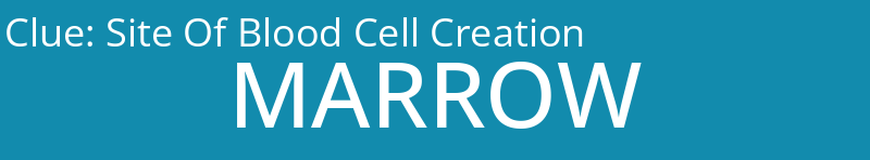 Site Of Blood Cell Creation