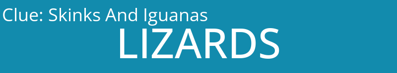 Skinks And Iguanas