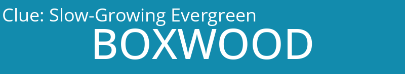 Slow-Growing Evergreen