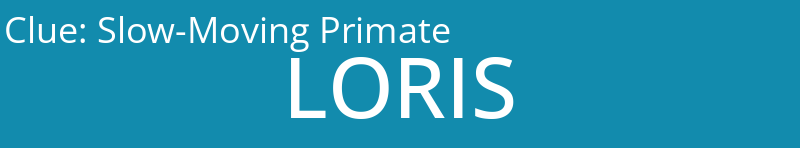 Slow-Moving Primate