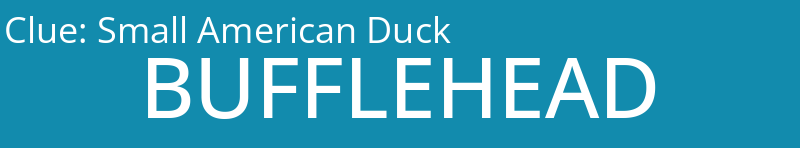 Small American Duck