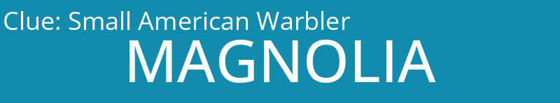 Small American Warbler