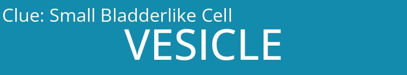 Small Bladderlike Cell