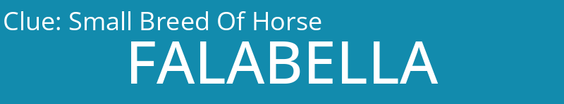 Small Breed Of Horse