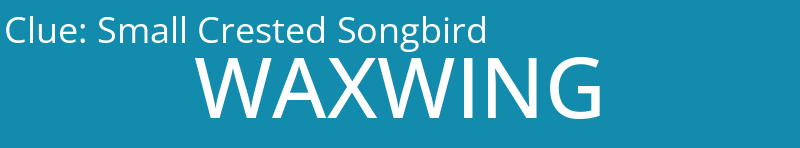 Small Crested Songbird