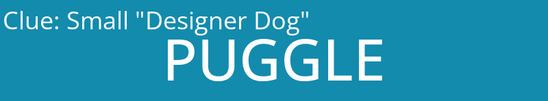 Small "Designer Dog"