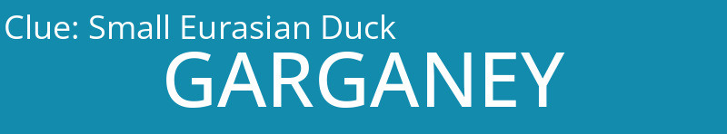 Small Eurasian Duck