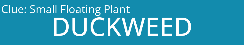 Small Floating Plant