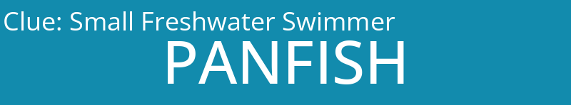 Small Freshwater Swimmer