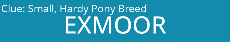 Small, Hardy Pony Breed
