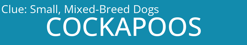 Small, Mixed-Breed Dogs