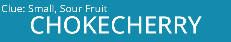 Small, Sour Fruit