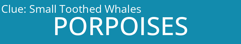 Small Toothed Whales