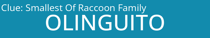 Smallest Of Raccoon Family