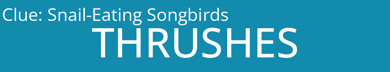 Snail-Eating Songbirds