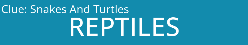 Snakes And Turtles