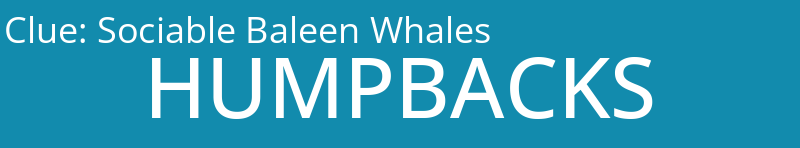 Sociable Baleen Whales