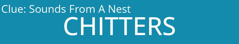 Sounds From A Nest