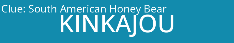 South American Honey Bear