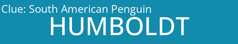 South American Penguin
