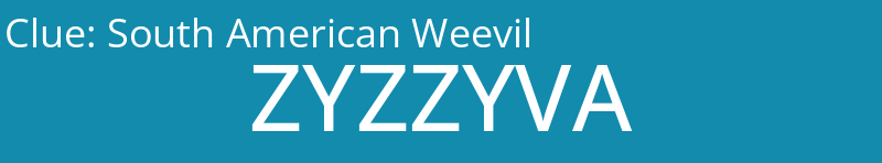 South American Weevil