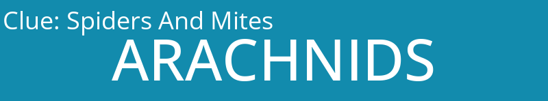 Spiders And Mites