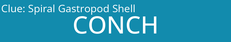 Spiral Gastropod Shell