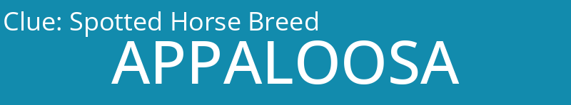 Spotted Horse Breed