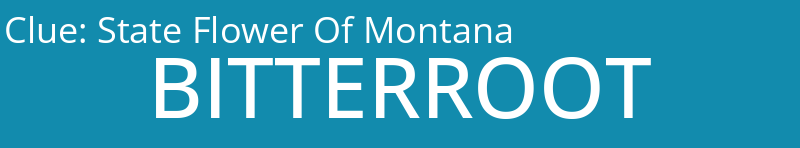 State Flower Of Montana