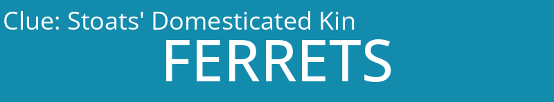 Stoats' Domesticated Kin