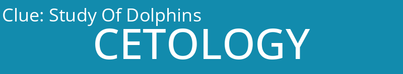 Study Of Dolphins