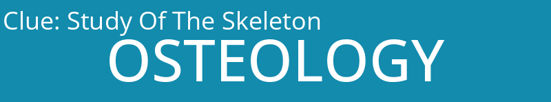 Study Of The Skeleton