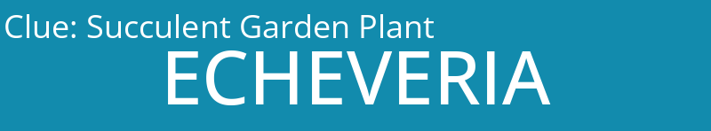 Succulent Garden Plant