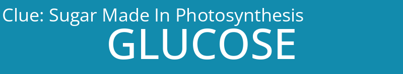 Sugar Made In Photosynthesis