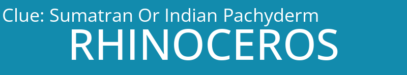 Sumatran Or Indian Pachyderm