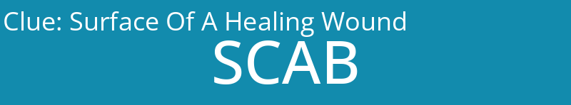 Surface Of A Healing Wound