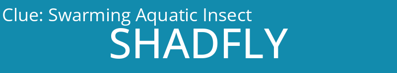Swarming Aquatic Insect