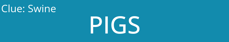 Swine