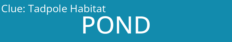 Tadpole Habitat