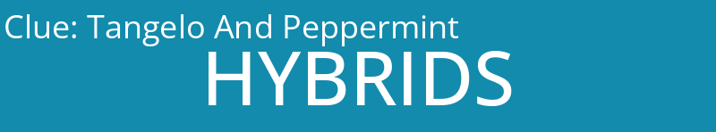 Tangelo And Peppermint